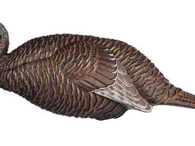 FLEXTONE FLX-FLXDY331 THUNDER CHICK BREEDER