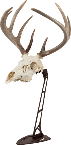 ALLEN EZ MOUNT CENTERPIECE – SKULL STAND BROWN